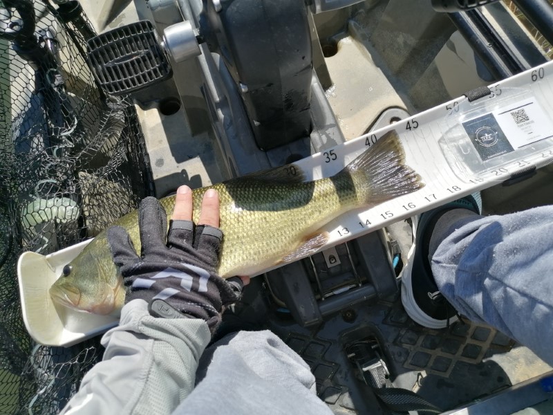 Fish Measure Picture