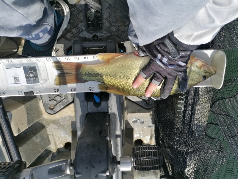 Fish Measure Picture