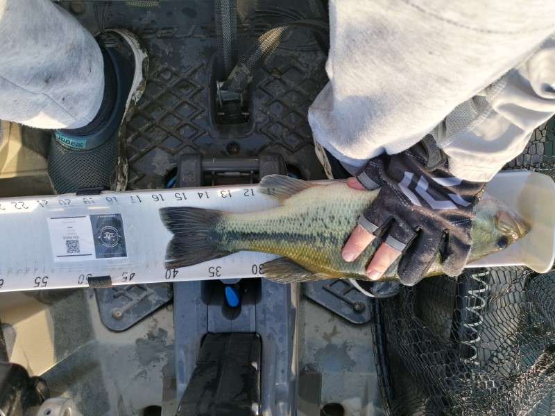 Fish Measure Picture