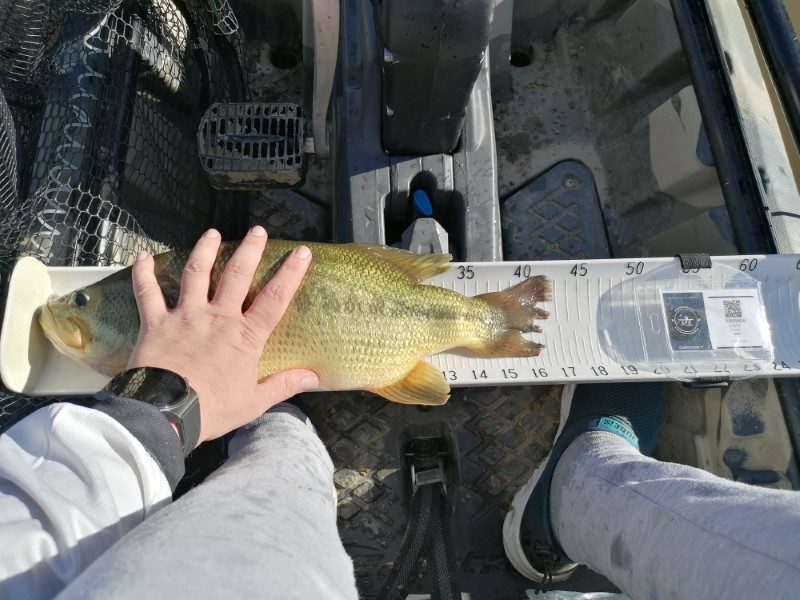 Fish Measure Picture