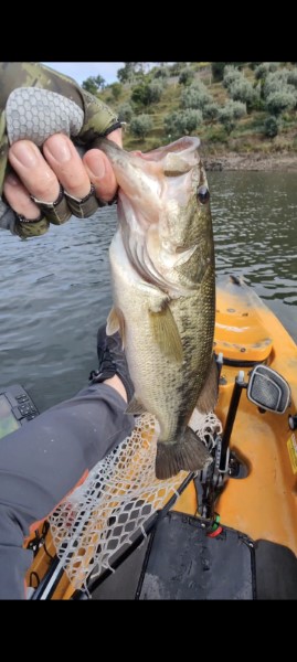 Fish Profile Picture