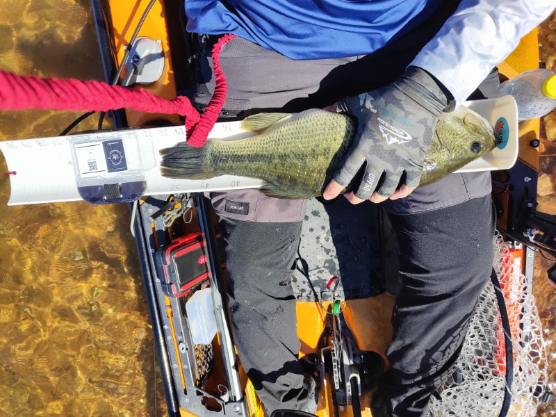 Fish Measure Picture