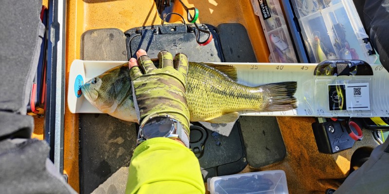 Fish Measure Picture